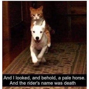 Meet your Posher, Phoebe